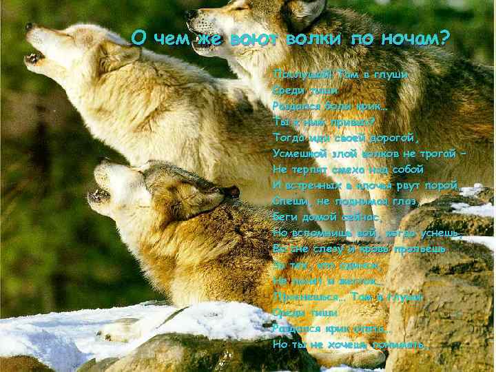 О чем же воют волки по ночам? Послушай! Там в глуши Среди тиши Раздался