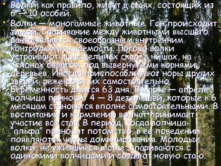  • Волки, как правило, живут в стаях, состоящих из • 6 — 10