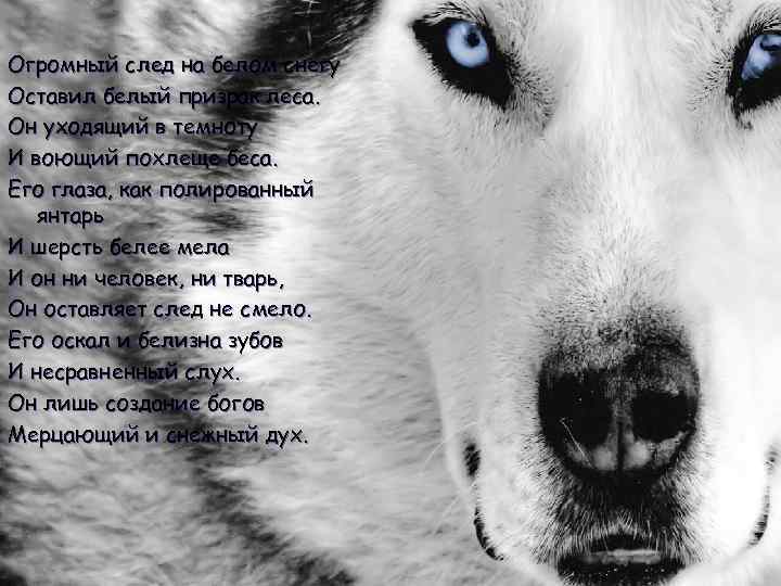 Огромный след на белом снегу Оставил белый призрак леса. Он уходящий в темноту И