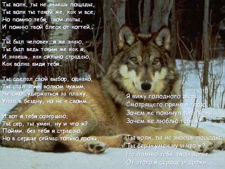 Ты волк, ты не знаешь пощады, Ты волк ты такой же, как и все,