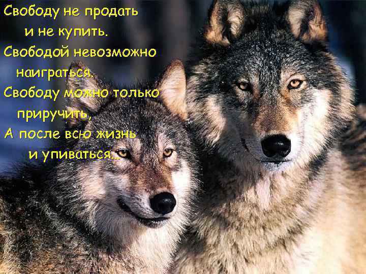 Свободу не продать и не купить. Свободой невозможно наиграться. Свободу можно только приручить, А