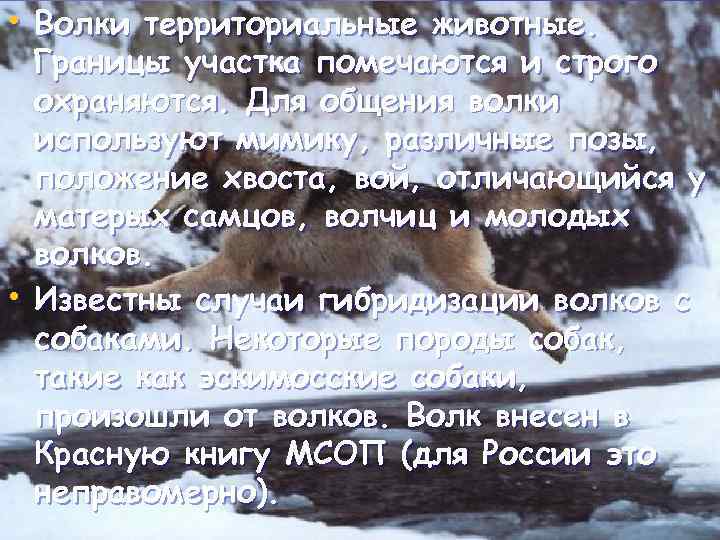 • Волки территориальные животные. • Границы участка помечаются и строго охраняются. Для общения