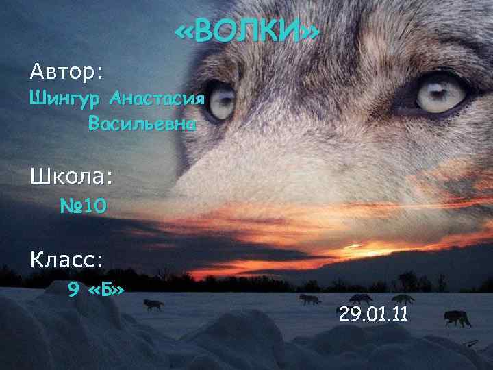  «ВОЛКИ» Автор: Шингур Анастасия Васильевна Школа: № 10 Класс: 9 «Б» 29. 01.