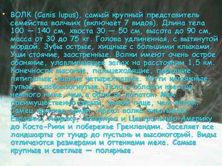  • ВОЛК (Canis lupus), самый крупный представитель семейства волчьих (включает 7 видов). Длина