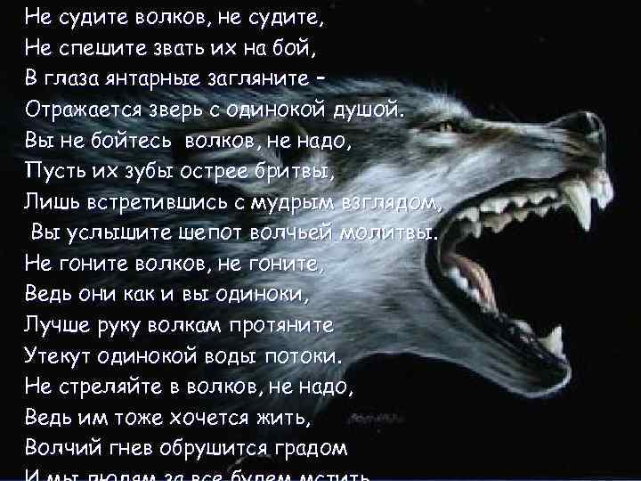 Не судите волков, не судите, Не спешите звать их на бой, В глаза янтарные