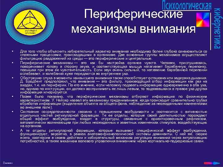 Периферические механизмы внимания • • • Для того чтобы объяснить избирательный характер внимания необходимо
