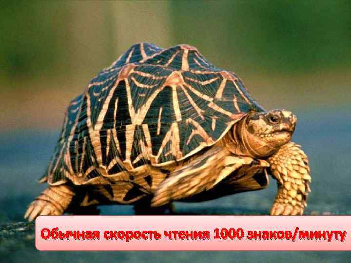 Обычная скорость чтения 1000 знаков/минуту 