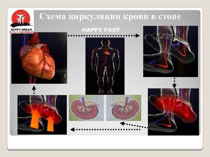 Схема циркуляции крови в стопе HAPPY FOOT 