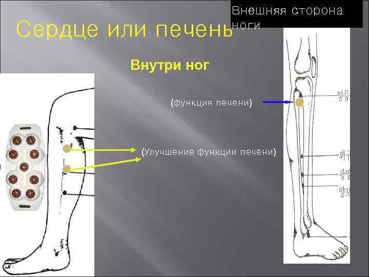 Внешняя сторона ноги Сердце или печень Внутри ног (функция печени) (Улучшение функции печени) 