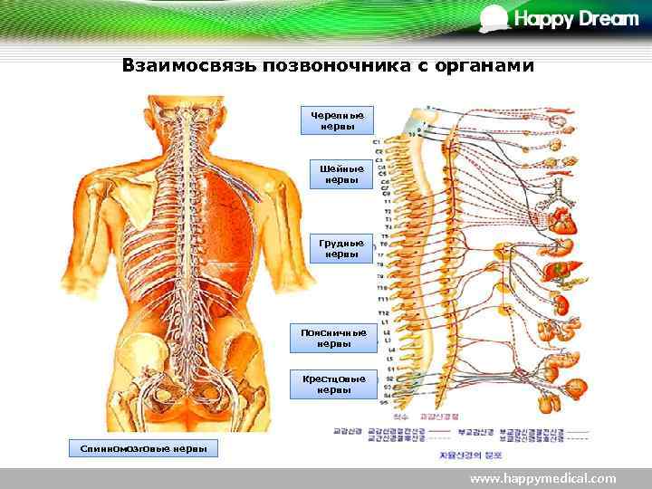Взаимосвязь позвоночника с органами Черепные нервы Шейные нервы Грудные нервы Поясничные нервы Крестцовые нервы