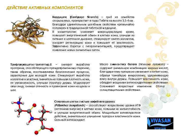 ДЕЙСТВИЕ АКТИВНЫХ КОМПОНЕНТОВ Кордицепс (Cordyceps Sinensis) – гриб из семейства спорыньевых, произрастает в горах