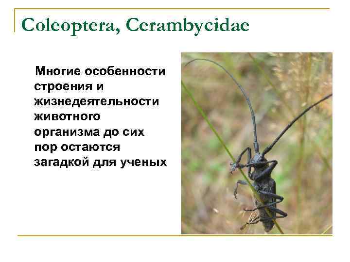 Coleoptera, Cerambycidae Многие особенности строения и жизнедеятельности животного организма до сих пор остаются загадкой