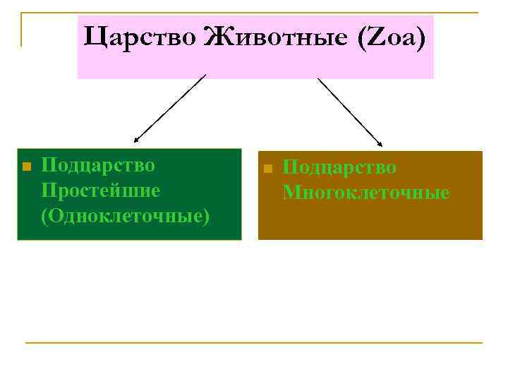 Царство Животные (Zoa) n Подцарство Простейшие (Одноклеточные) n Подцарство Многоклеточные 