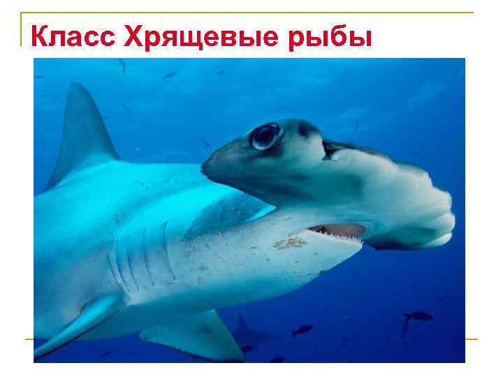 Класс Хрящевые рыбы 