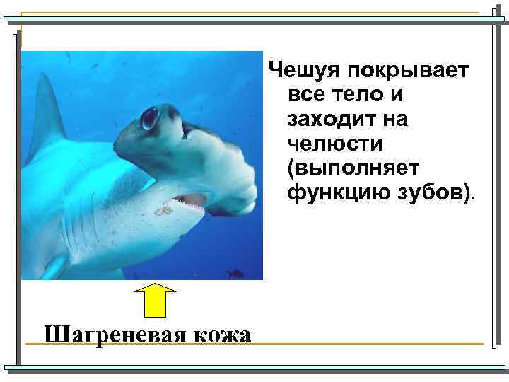 Чешуя покрывает все тело и заходит на челюсти (выполняет функцию зубов). Шагреневая кожа 