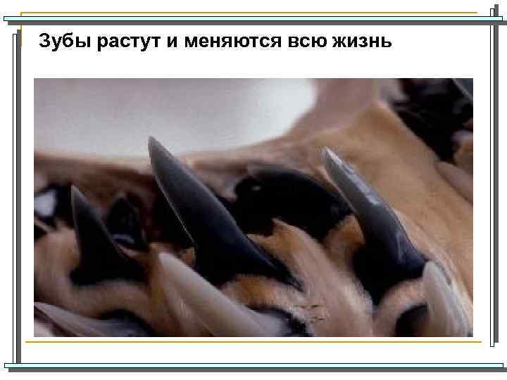Зубы растут и меняются всю жизнь 