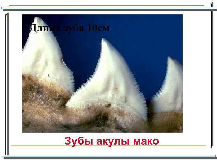 Длина зуба 10 см Зубы акулы мако 