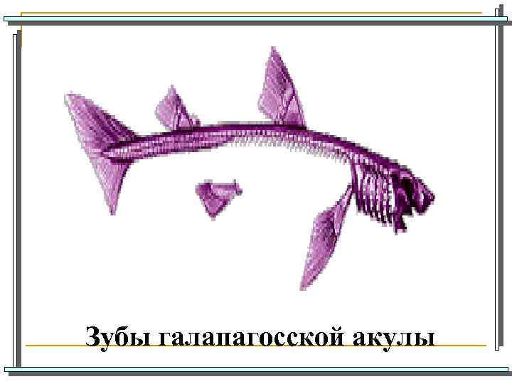 Зубы галапагосской акулы 
