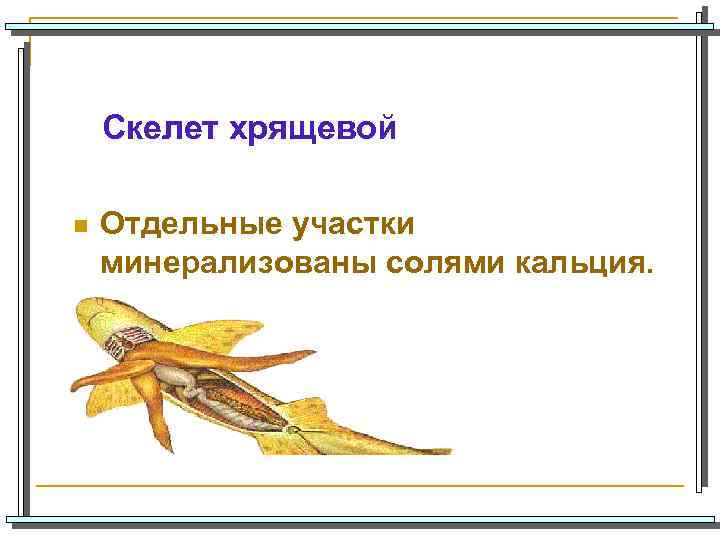 Скелет хрящевой n Отдельные участки минерализованы солями кальция. 
