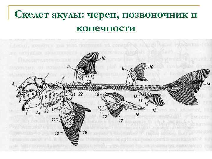 Скелет акулы: череп, позвоночник и конечности 
