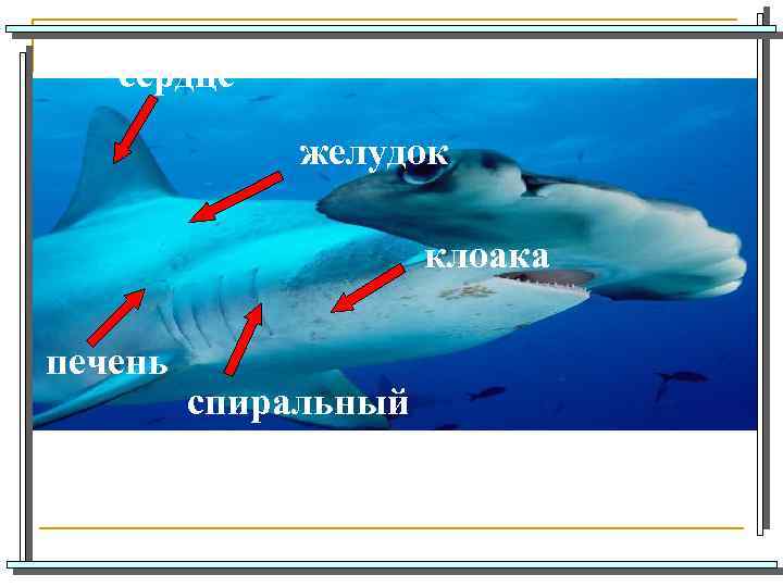 сердце желудок клоака печень спиральный клапан кишечника 