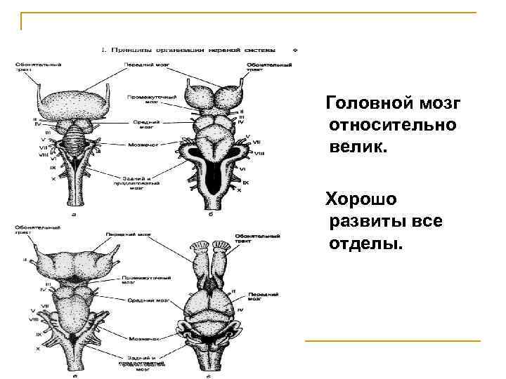 Головной мозг относительно велик. Хорошо развиты все отделы. 