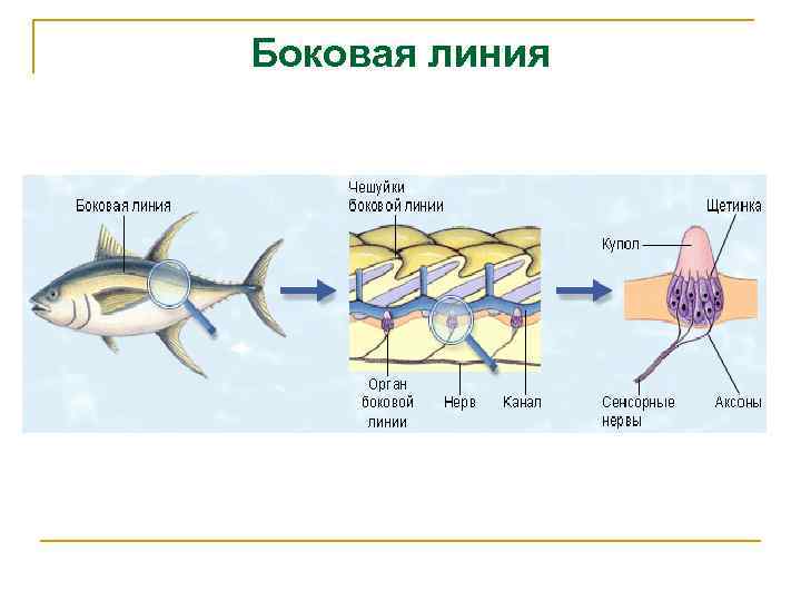 Функция органа боковой линии рыб. Боковая линия у хрящевых рыб. Цикл развития хрящевых рыб. Жизненный цикл хрящевых рыб схема. Размножение хрящевых рыб.