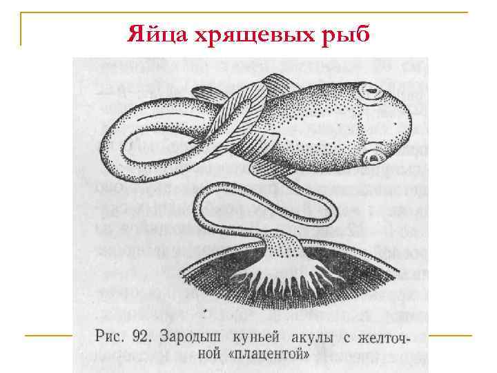 Яйца хрящевых рыб 