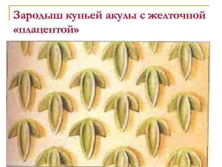 Зародыш куньей акулы с желточной «плацентой» 