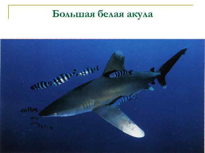 Большая белая акула 