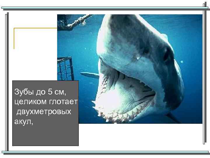 Зубы до 5 см, целиком глотает двухметровых акул, 