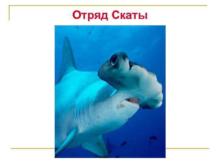 Отряд Скаты 