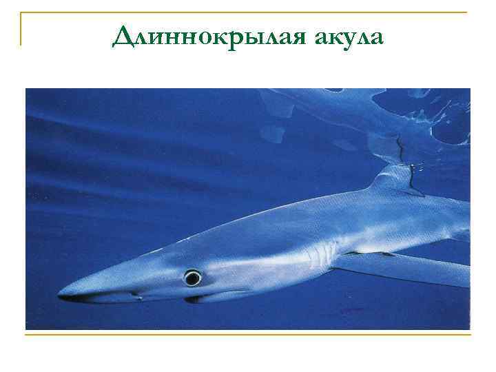 Длиннокрылая акула 