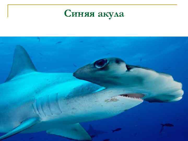 Синяя акула 