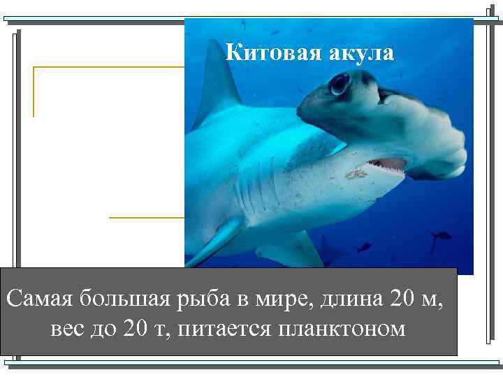 Китовая акула Самая большая рыба в мире, длина 20 м, вес до 20 т,