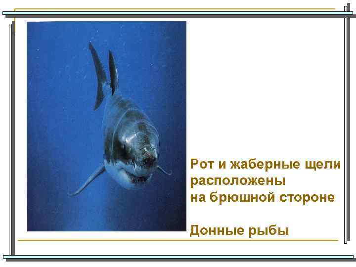 Рот и жаберные щели расположены на брюшной стороне Донные рыбы 