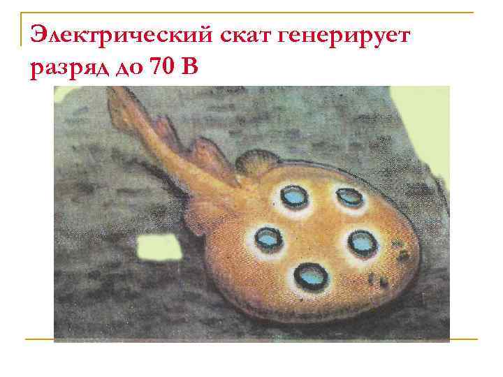 Электрический скат генерирует разряд до 70 В 
