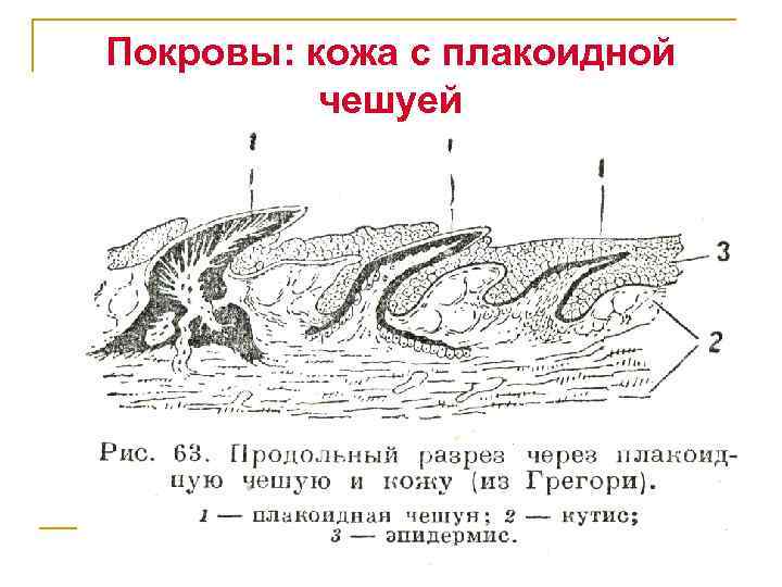 Расположение покрова кожи каких животных сходно птиц