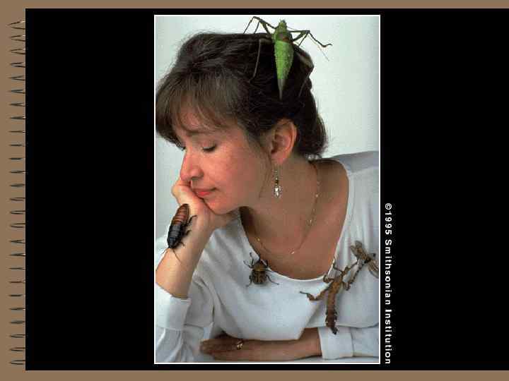 Sally Love, exhibits developer and former director of the Insect Zoo in the Smithsonian