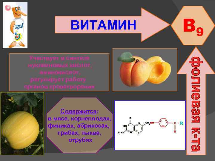ВИТАМИН Участвует в синтезе нуклеиновых кислот, аминокислот, регулирует работу органов кроветворения Содержится: в мясе,