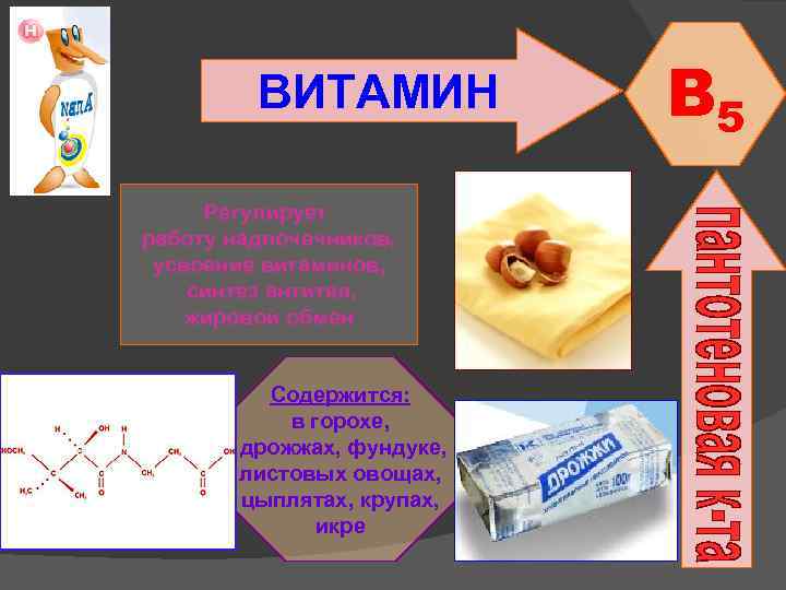 ВИТАМИН Регулирует работу надпочечников, усвоение витаминов, синтез антител, жировой обмен Содержится: в горохе, дрожжах,