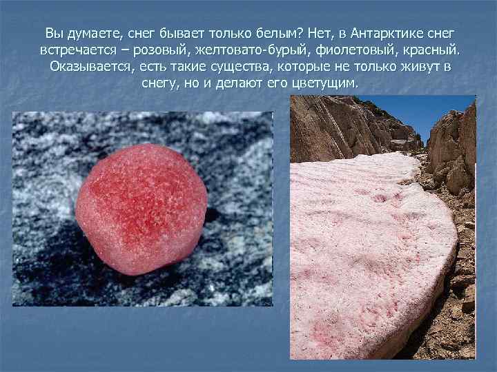 Вы думаете, снег бывает только белым? Нет, в Антарктике снег встречается – розовый, желтовато-бурый,