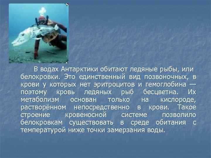 n В водах Антарктики обитают ледяные рыбы, или белокровки. Это единственный вид позвоночных, в
