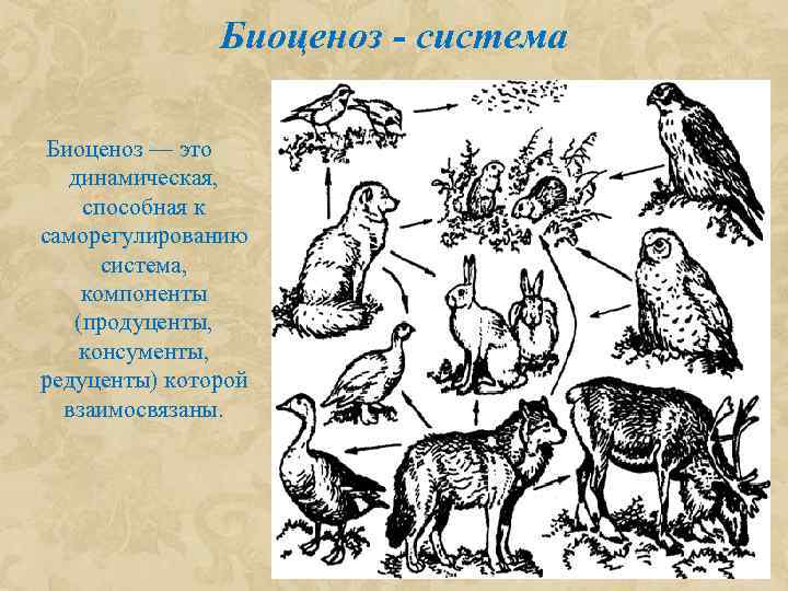 Биоценоз рисунок простой