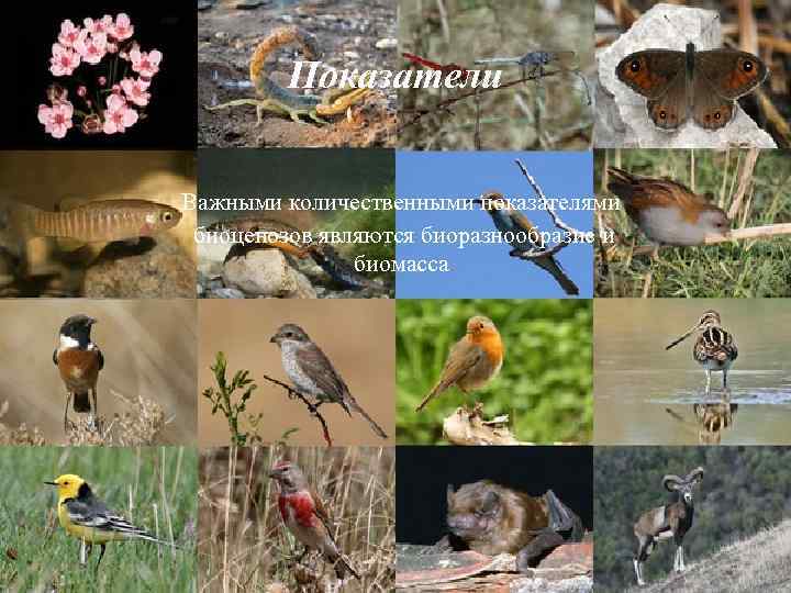 Показатели Важными количественными показателями биоценозов являются биоразнообразие и биомасса. 