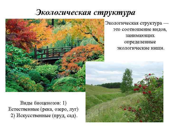 Экологическая структура — это соотношение видов, занимающих определенные экологические ниши. Виды биоценозов: 1) Естественные