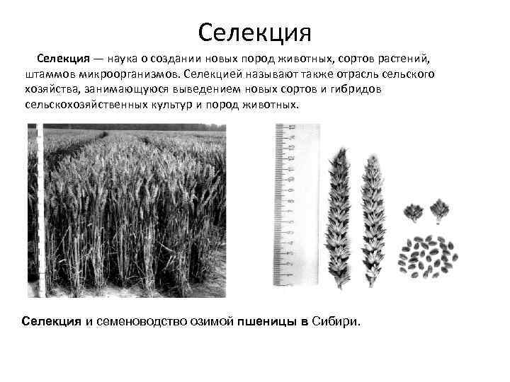 Селекция — наука о создании новых пород животных, сортов растений, штаммов микроорганизмов. Селекцией называют