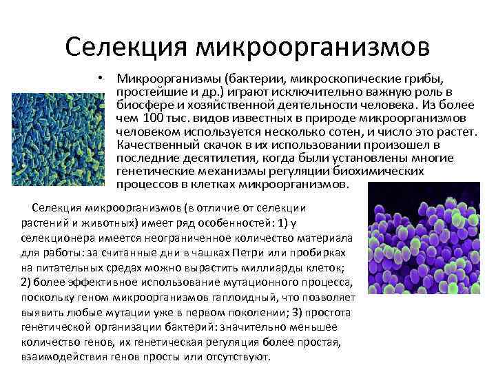 Селекция основные методы и достижения