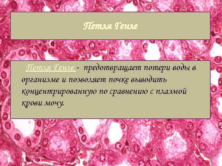 Петля Генле - предотвращает потери воды в организме и позволяет почке выводить концентрированную по