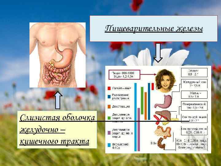 Пищеварительные железы Слизистая оболочка желудочно – кишечного тракта 